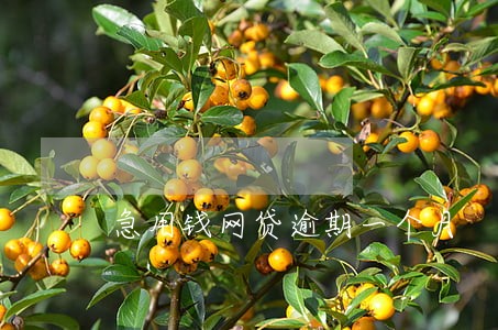 急用钱网贷逾期一个月 急用钱网贷逾期一个月