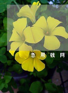 急用钱网贷逾期一天 急用钱网贷逾期一天