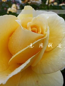 急用钱逾期2天没事吧 急用钱逾期2天没事吧