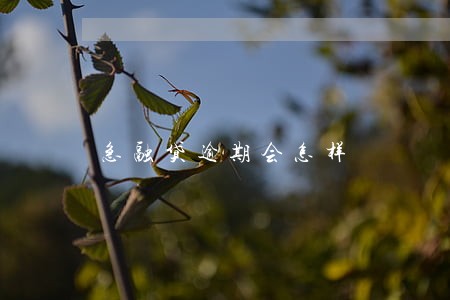 急融贷逾期会怎样 急融贷逾期会怎样