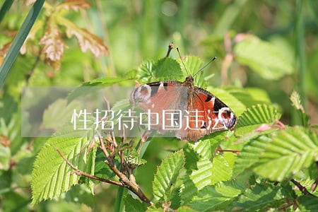 性招待中国违法 性招待中国违法