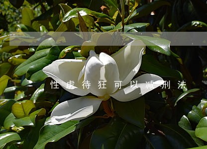 性虏待狂可以减刑法 性虏待狂可以减刑法