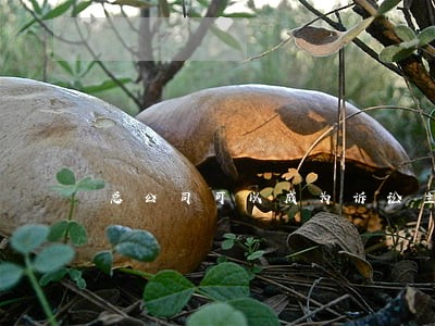 总公司可以成为诉讼主体吗 总公司可以成为诉讼主体吗