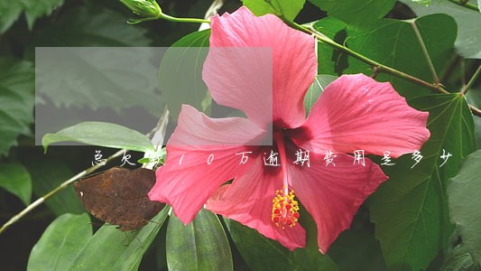 总欠款10万逾期费用是多少 总欠款10万逾期费用是多少