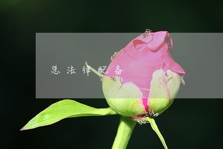 总法律配备