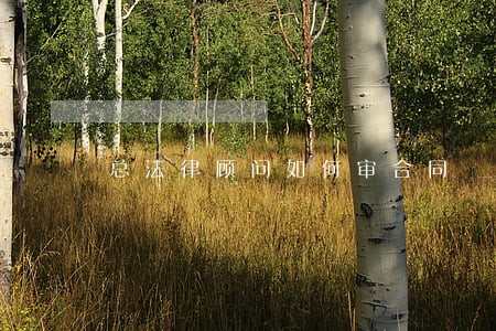 总法律顾问如何审合同 总法律顾问如何审合同