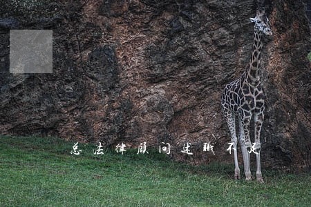 总法律顾问述职不足 总法律顾问述职不足