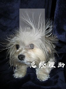 总经理助理兼总法律顾问 总经理助理兼总法律顾问