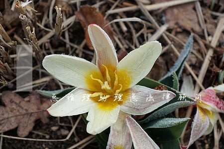 总经理助理总法律顾问 总经理助理总法律顾问