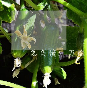 总负债5万逾期一年多了 总负债5万逾期一年多了