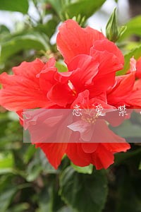 恋爱禁忌条例100话