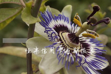 恒丰信用卡逾期报案