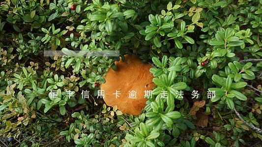 恒丰信用卡逾期走法务部