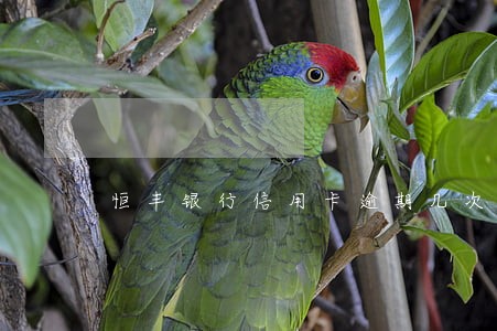 恒丰银行信用卡逾期几次