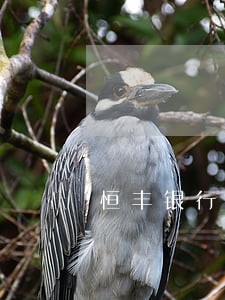恒丰银行信用卡逾期怎么解决 恒丰银行信用卡逾期怎么解决