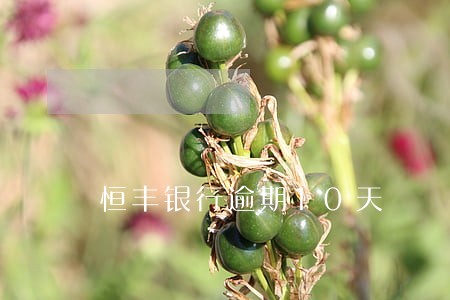 恒丰银行逾期10天 恒丰银行逾期10天