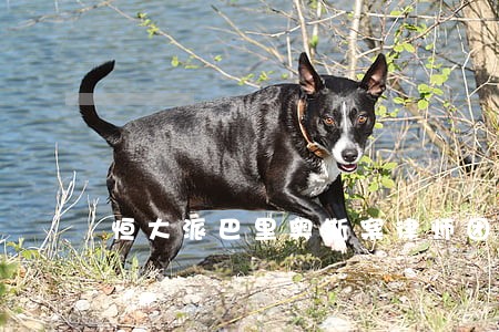 恒大派巴里奥斯案律师团介入 恒大派巴里奥斯案律师团介入