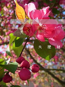 恒大理财逾期 恒大理财逾期