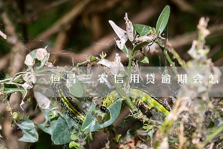 恒昌三农信用贷逾期会怎样