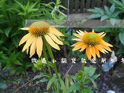 恒昌小额贷款逾期5年 恒昌小额贷款逾期5年