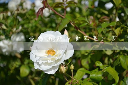 恒昌逾期本金不足5万 恒昌逾期本金不足5万