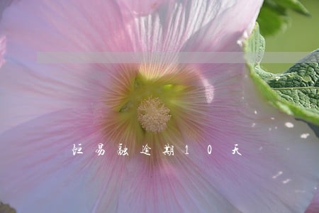 恒易融逾期10天 恒易融逾期10天