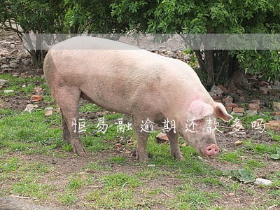 恒易融逾期还款多吗 恒易融逾期还款多吗