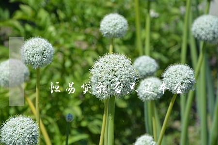 恒易贷能否只还本金 恒易贷能否只还本金