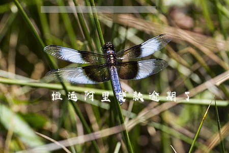 恒远阿里贷款逾期了 恒远阿里贷款逾期了