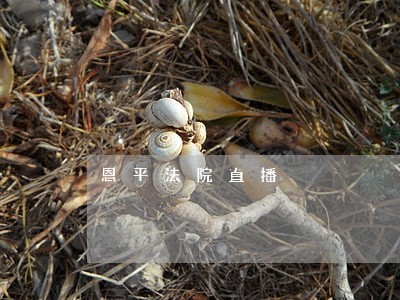 恩平法院直播