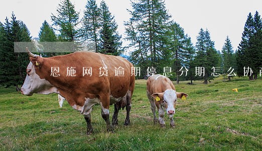 恩施网贷逾期停息分期怎么协商 恩施网贷逾期停息分期怎么协商
