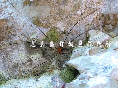 息县虚开发票罪纠纷律师 息县虚开发票罪纠纷律师