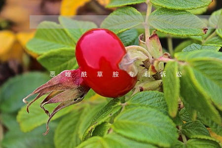 恶唑酰草胺专利诉讼