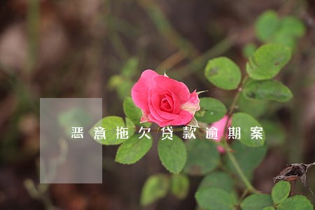 恶意拖欠贷款逾期案 恶意拖欠贷款逾期案