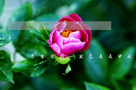 恶意逾期一案已通过审核 恶意逾期一案已通过审核