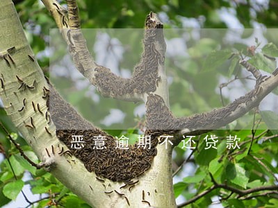 恶意逾期不还贷款 恶意逾期不还贷款