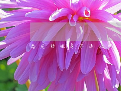 悉尼转租房子违法吗 悉尼转租房子违法吗