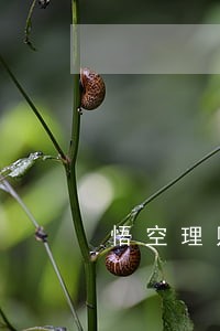悟空理财出现逾期 悟空理财出现逾期