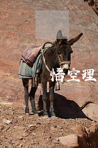 悟空理财回款逾期 悟空理财回款逾期