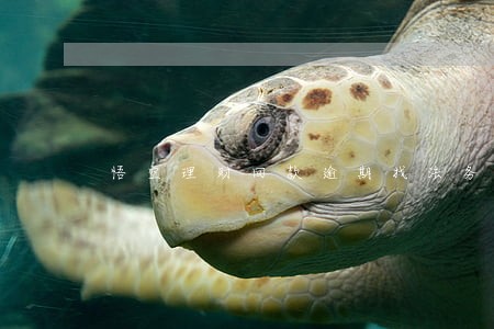 悟空理财回款逾期找法务援助 悟空理财回款逾期找法务援助