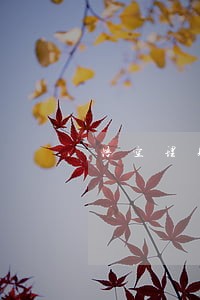 悟空理财自选标逾期 悟空理财自选标逾期