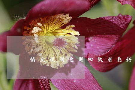 悟空理财逾期回款有最新消息吗 悟空理财逾期回款有最新消息吗