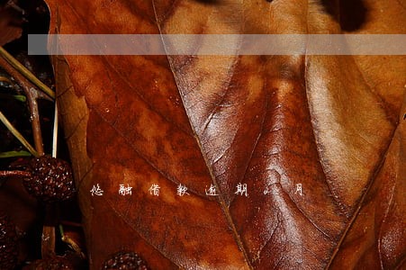 悠融借款逾期2月 悠融借款逾期2月