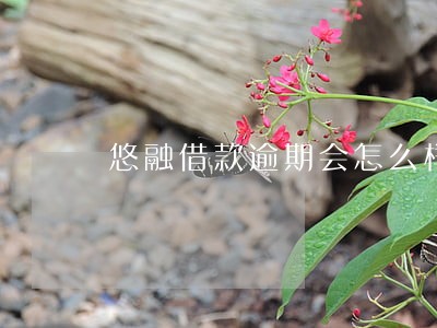 悠融借款逾期会怎么样 悠融借款逾期会怎么样