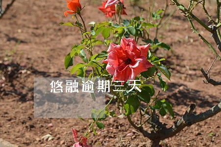 悠融逾期三天 悠融逾期三天