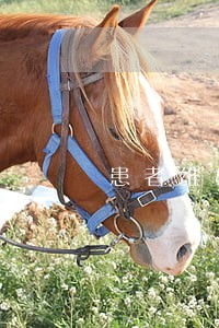 患者维权律师专业团队 患者维权律师专业团队