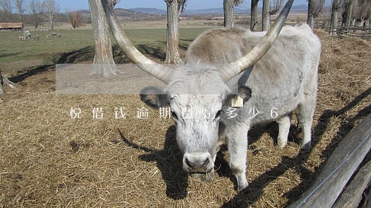 悦借钱逾期费是多少6 悦借钱逾期费是多少6