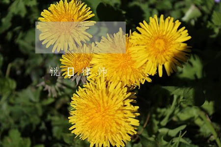 悦橦律师 悦橦律师