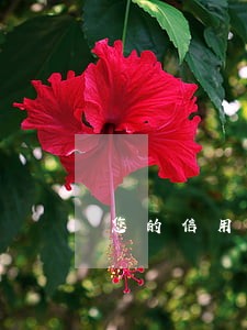 您的信用卡逾期的短信 您的信用卡逾期的短信