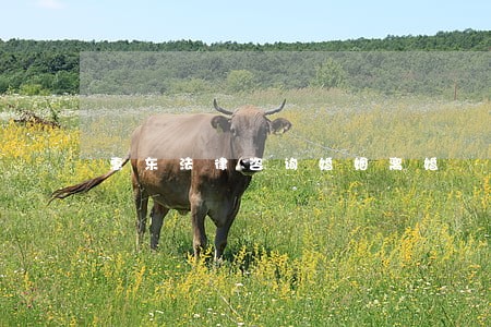 惠东法律咨询婚姻离婚 惠东法律咨询婚姻离婚